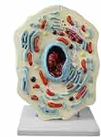 洋書 Cell and Organ Printing Vision Scientific VAA505 Animal Cell Model | View All Major